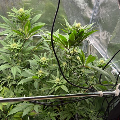 Criminal + growlog timeline photo