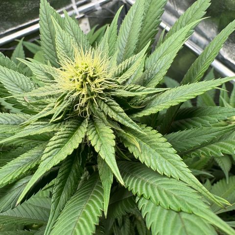 Criminal + growlog timeline photo