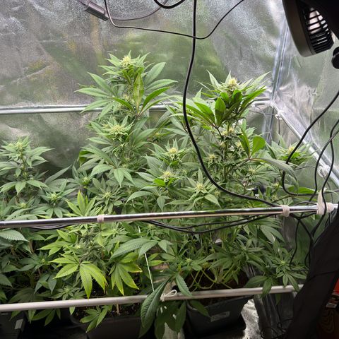 Criminal + growlog timeline photo