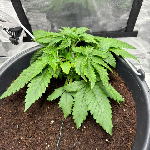 Critical Orange Punch coco growlog timeline photo