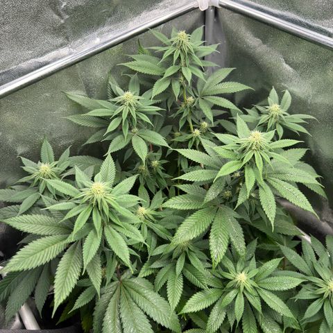 Lemon Zkittle growlog timeline photo