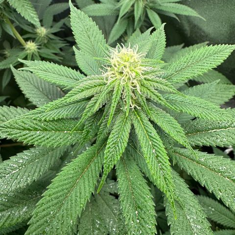 Lemon Zkittle growlog timeline photo