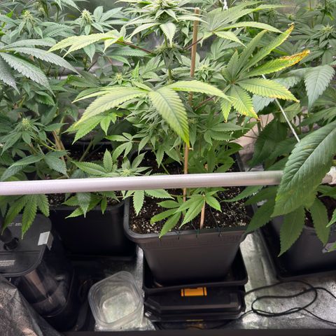 Criminal+ growlog timeline photo