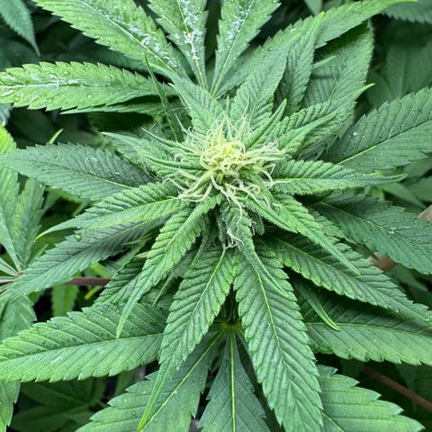 Criminal+ growlog timeline photo