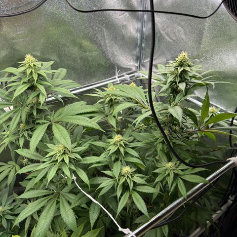 Criminal + growlog timeline photo