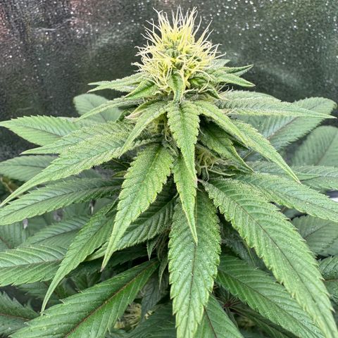 Criminal + growlog timeline photo