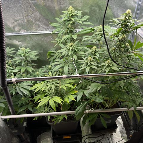 Criminal + growlog timeline photo