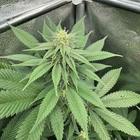 Lemon Zkittle growlog timeline photo