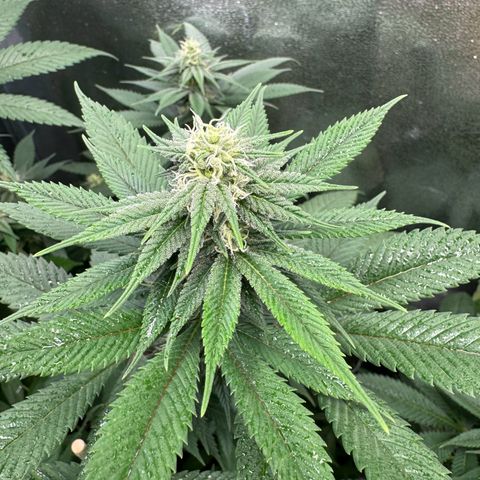 Lemon Zkittle growlog timeline photo