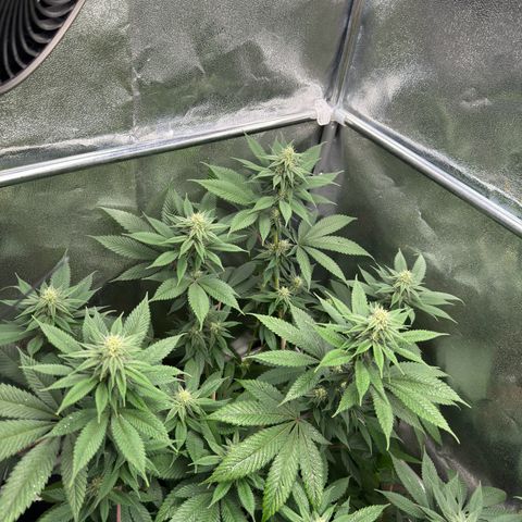 Lemon Zkittle growlog timeline photo