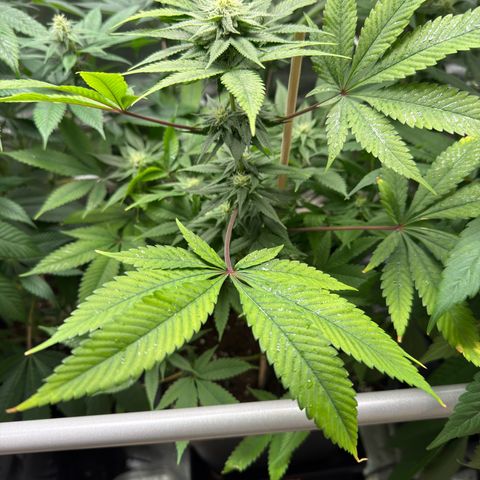 Criminal+ growlog timeline photo