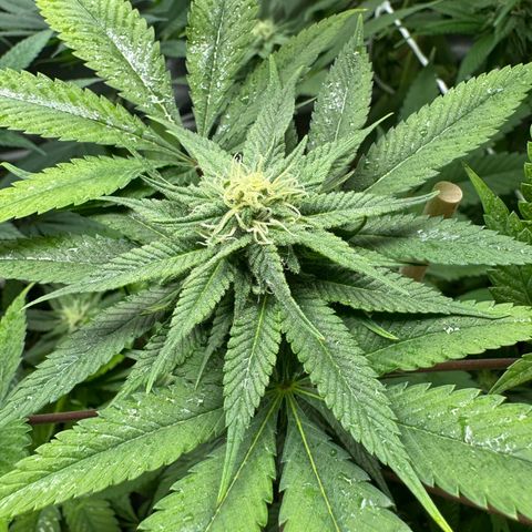 Criminal+ growlog timeline photo