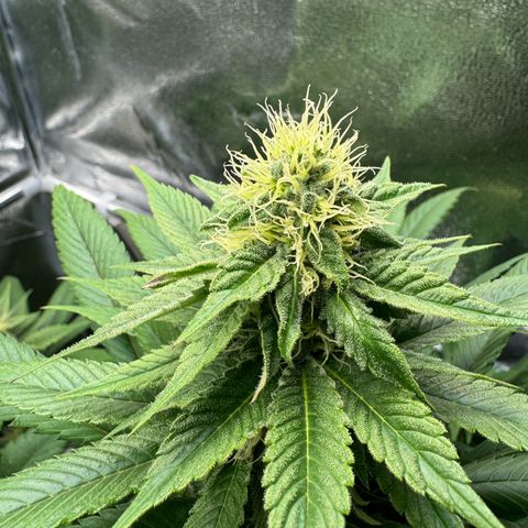 Criminal + growlog timeline photo