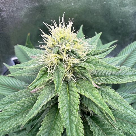 Criminal + growlog timeline photo
