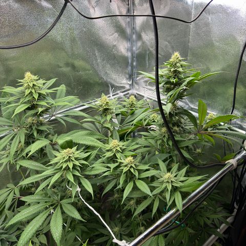 Criminal + growlog timeline photo
