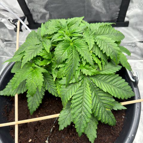 Critical Orange Punch coco growlog timeline photo