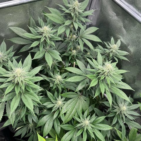 Lemon Zkittle growlog timeline photo