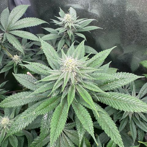 Lemon Zkittle growlog timeline photo