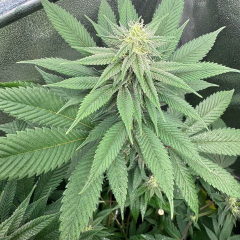 Lemon Zkittle growlog timeline photo