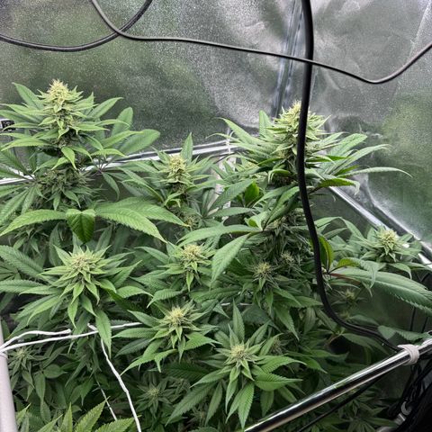 Criminal + growlog timeline photo