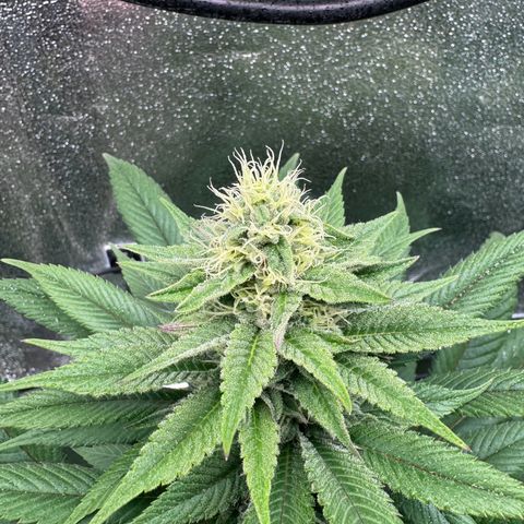 Criminal + growlog timeline photo