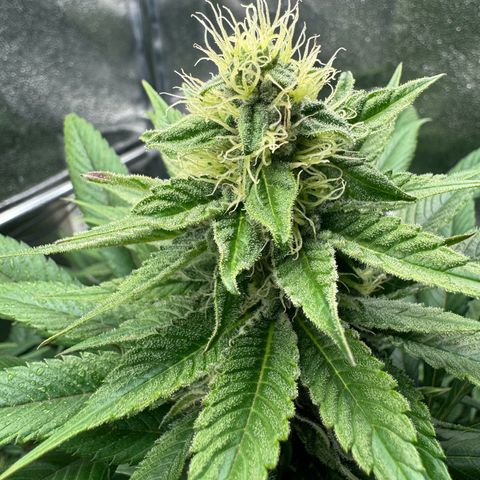 Criminal + growlog timeline photo
