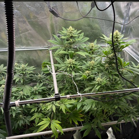 Criminal + growlog timeline photo