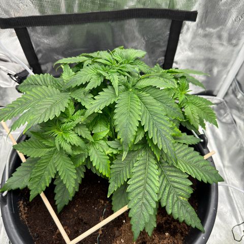 Critical Orange Punch coco growlog timeline photo