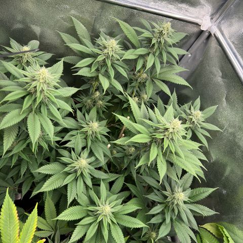 Lemon Zkittle growlog timeline photo