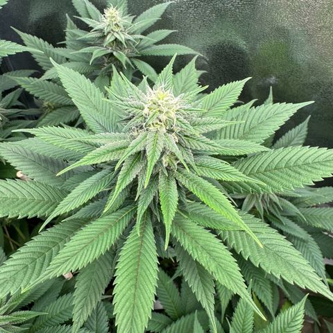 Lemon Zkittle growlog timeline photo