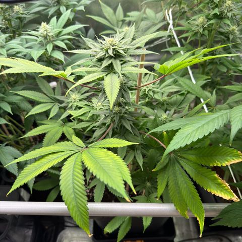 Criminal+ growlog timeline photo