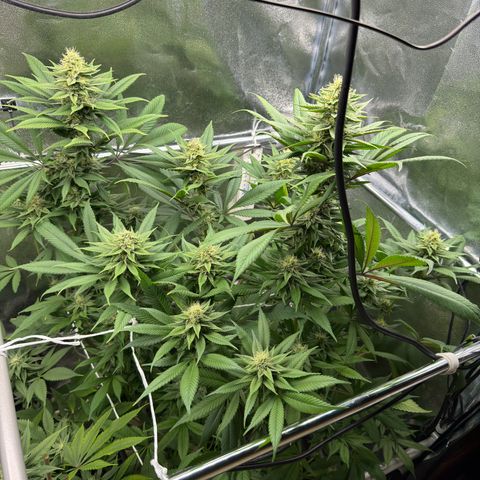 Criminal + growlog timeline photo