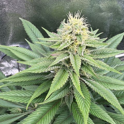 Criminal + growlog timeline photo