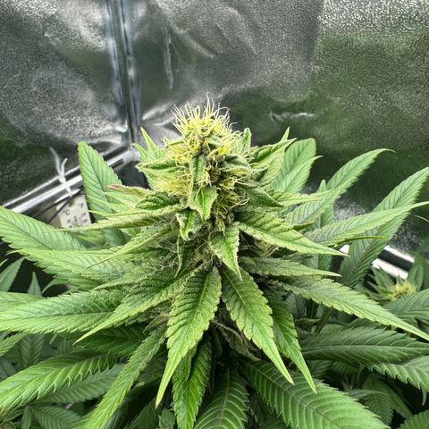 Criminal + growlog timeline photo