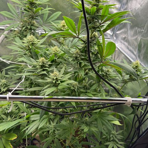 Criminal + growlog timeline photo
