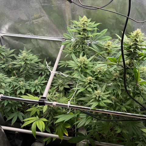 Criminal + growlog timeline photo