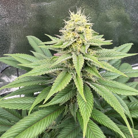 Criminal + growlog timeline photo