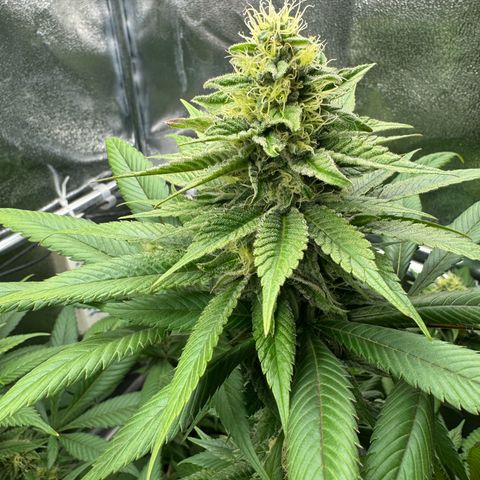 Criminal + growlog timeline photo