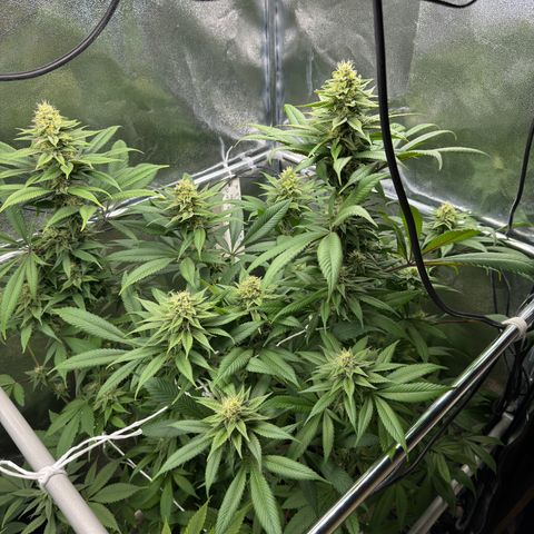 Criminal + growlog timeline photo