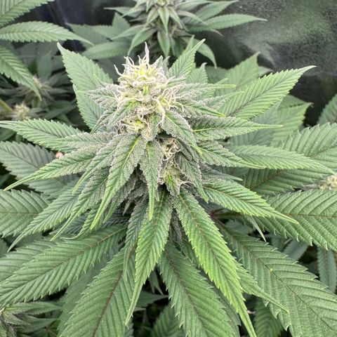 Lemon Zkittle growlog timeline photo