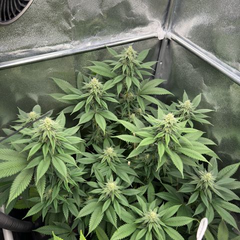 Lemon Zkittle growlog timeline photo