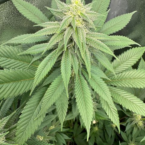 Lemon Zkittle growlog timeline photo