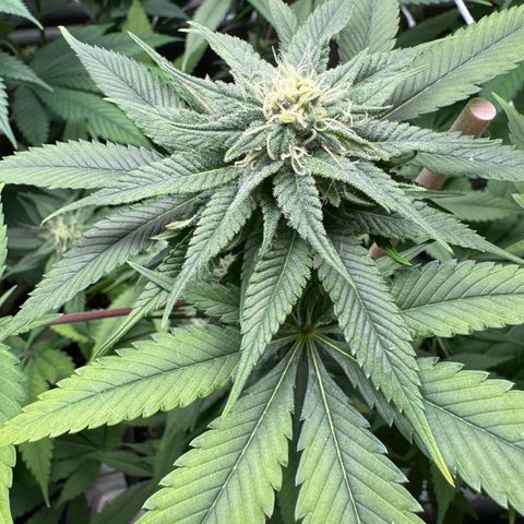 Criminal+ growlog timeline photo