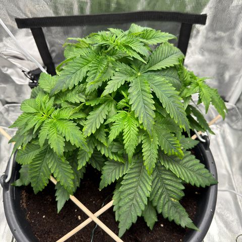 Critical Orange Punch coco growlog timeline photo
