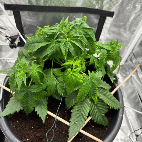 Critical Orange Punch coco growlog timeline photo