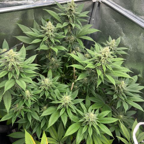Lemon Zkittle growlog timeline photo