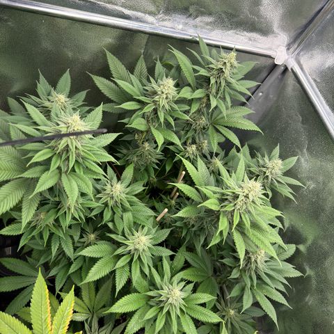Lemon Zkittle growlog timeline photo