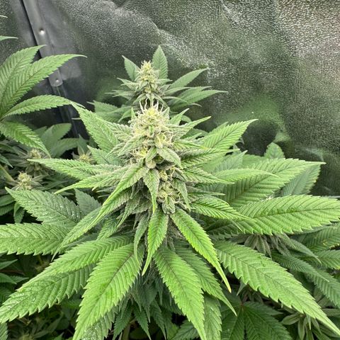 Lemon Zkittle growlog timeline photo
