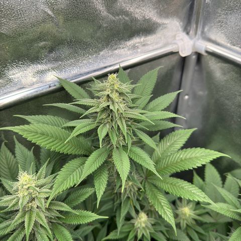 Lemon Zkittle growlog timeline photo