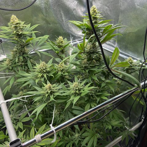 Criminal + growlog timeline photo